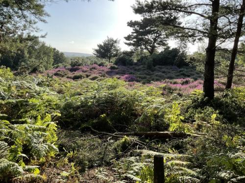 Part of the heathland close to Maranatha