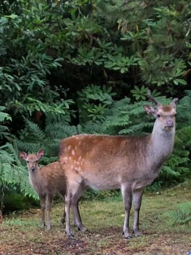 Maranatha-accommodation-dorset-lazerus-and-son